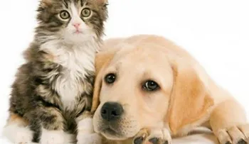 Las enfermedades más comunes en perros y gatos