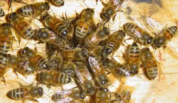 Científicos EEUU descubren veneno de abeja cura el Sida
