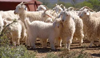 H&M, Zara y Gap no usarán lana mohair en su ropa, tras revelación de crueldad animal