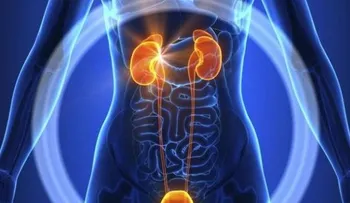 9 datos sobre el sistema urinario que necesitas conocer