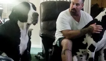 Video: Adorable! Gran danés abrazando a un bebé