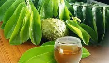 El poder del té de hojas de guanábana