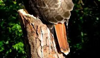 Liberan dos aves Guaraguao en Constanza