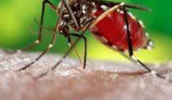 Consejos para prevenir el dengue en tu hogar