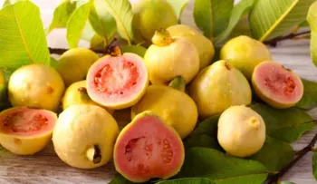 Guava: The Best Secret for Restful Sleep