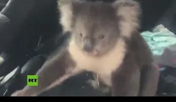 Un koala se "infiltra" en un auto con aire acondicionado para escapar del calor