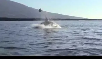 Llegan a ver un espectáculo de orcas y se encuentran con la tortura de una tortuga (VIDEO)