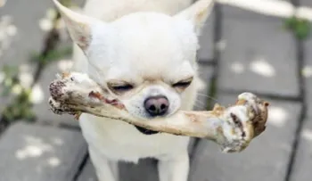 Estos 8 alimentos que comemos son aptos para compartir con nuestro perro
