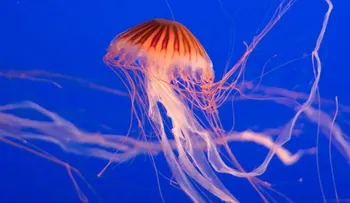 Identifican los genes relacionados con el veneno en tres especies de medusas