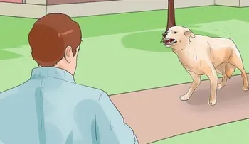 Los perros pueden reconocer si una persona es buena o mala para el dueño 