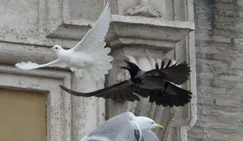 Aves atacan a dos palomas de la paz liberadas al lado del Papa