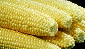 Curiosidades sobre el maíz