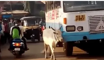 Este bus mató su hijo hace 4 Años. La vaca lo espera a diarioâ?¦ y hace esto !