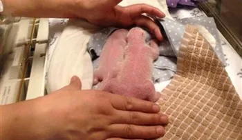 Panda da a luz a dos cachorros en zoológico de Toronto