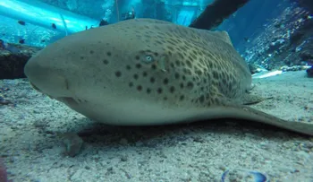 Este tiburón cebra sorprendió a los científicos al procrear sin necesidad de una pareja