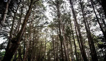 Costa Rica: de bananas y café a innovación social y ambiental