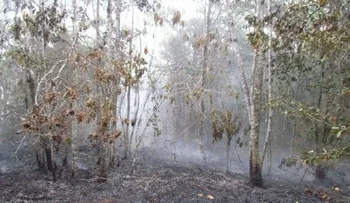 4 de las mil tareas afectadas por fuego en Miranda, son de Falcondo