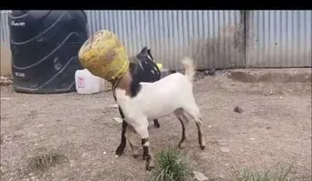 Un transeúnte salva a dos cabras atoradas