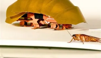 Robot cucaracha ayudará en derrumbes de edificios