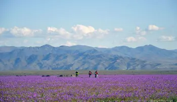 Inesperado fenómeno en Chile: desierto más árido del mundo se cubre de flores