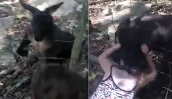 El brutal ataque de un canguro a una niña en un parque animal