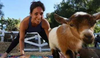 Bienvenidos a yoga con cabras, la última moda en este país 