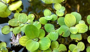 Los 43 mejores remedios naturales