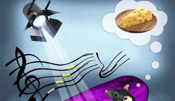 Registran cómo los cerebros mamíferos perciben y distinguen olores