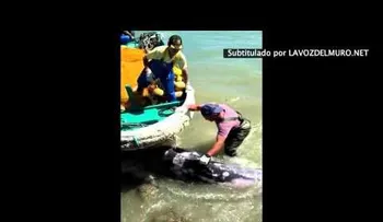 Delfín se lanza a los pies de un hombre para huir de los cazadores (VIDEO)