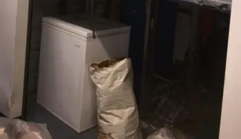 Encuentran 40 gatos congelados en un contenedor comprado en una subasta