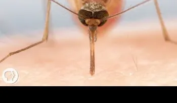 Así es como los mosquitos usan un complicado sistema de agujas para chupar la sangre