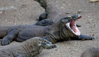 Un dragón de Komodo mordió a un turista "excesivamente curioso" en Indonesia