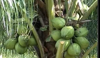 "No son brisas que tumban coco: cuando el viento arrastra más que hojas"