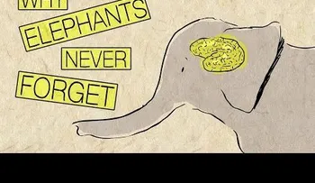 Por qué los elefantes tienen buena memoria? (Video) 