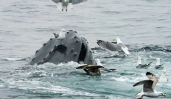 Muere una ballena en Tailandia después de tragarse 80 bolsas de plástico