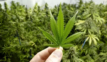 El medicamento a base de cannabis que reduce las convulsiones epilépticas