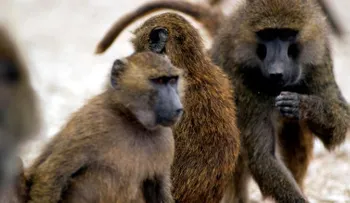 Un grupo de babuinos escapa de un centro de investigación usando barriles: ¿rebelión primate?