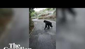 Chimpancés fabrican una "escalera" para escapar del zoo donde estaban recluidos