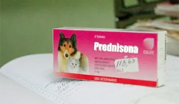 Pacientes trasplantados recurren a fármacos veterinarios
