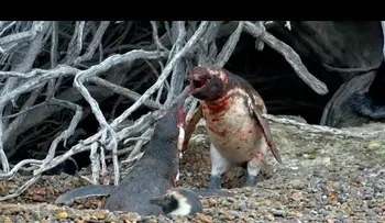 Le pegan los "cuernos" a un pingüino y mira su reacción 