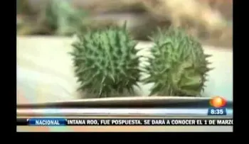 Conozca la Planta del Amor o Toloache, Mexicano (VIDEO)