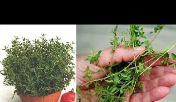 No más venas varicosas, no más dolor en las articulaciones