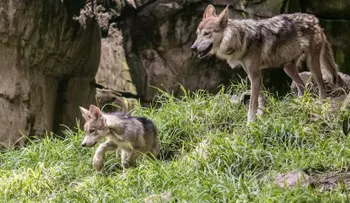 El lobo mexicano: recuperado de la extinción, pero aún en riesgo