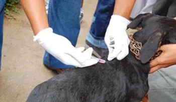 Salud Pública continúa vacunación de perros y gatos