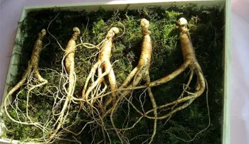 5 hierbas naturales que mejoran  tu sexualidad