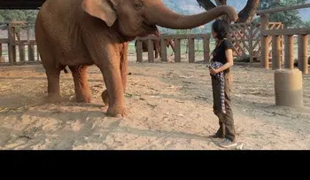 Elefante se duerme cuando le cantan