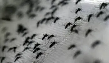 Hallan mosquitos portadores del zika en Miami Beach