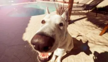 Tu perro te engaña ¡Descubre el por qué!