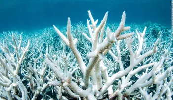 El calentamiento global está matando a la Gran Barrera de Coral, según estudio