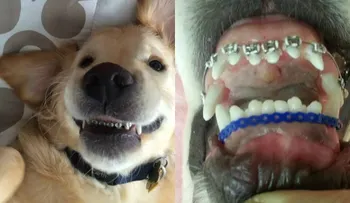 ¿Por qué este perro tiene frenos dentales?